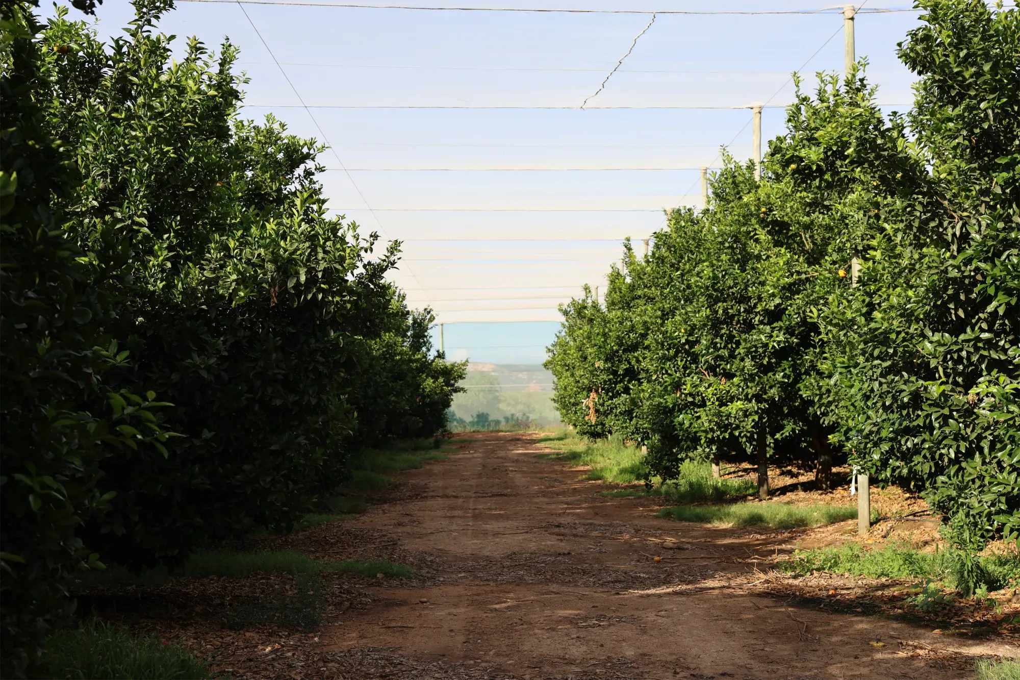 A row in a netted citrus orchard, a dirt track running toward distant hills